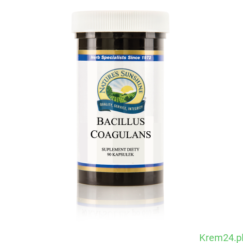 Bacillus Coagulans.png